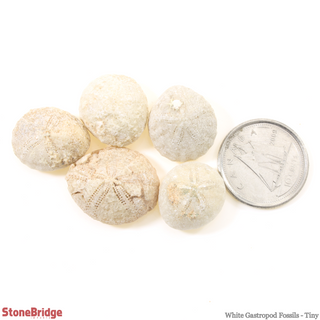 White Gastropod Fossils - Tiny - 200g Bag    from Stonebridge Imports