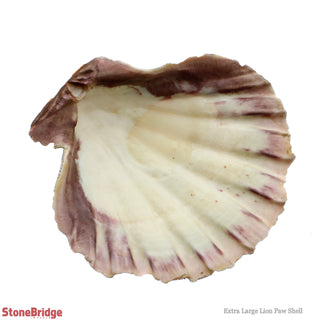 Lion Paw Shell "X-Large" - 6" to 7 1/2"    from Stonebridge Imports