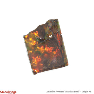 Ammolite Freeform Canadian Fossil U#6    from Stonebridge Imports