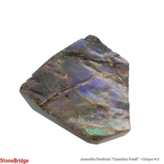 Ammolite Freeform Canadian Fossil U#17    from Stonebridge Imports