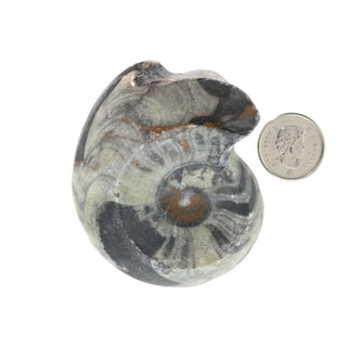 Goniatite Polished Fossil #3    from Stonebridge Imports