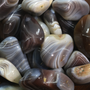 Botswana Agate A Tumbled Stones from Stonebridge Imports