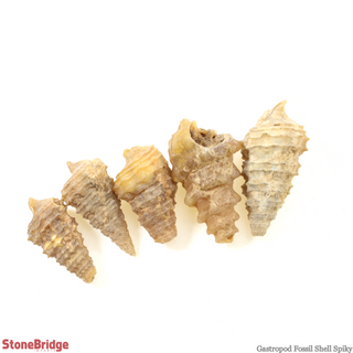 Gastropod Fossils - Spiky- 200g Bag    from Stonebridge Imports