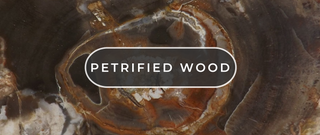 What on Earth Is Petrified Wood?