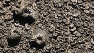The Healing Benefits of Fossils