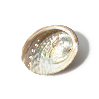 Abalone Shell Small - 3" to 4" from Stonebridge Imports