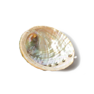 Abalone Shell Small - 3" to 4" from Stonebridge Imports