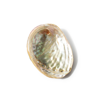 Abalone Shell Small - 3" to 4" from Stonebridge Imports