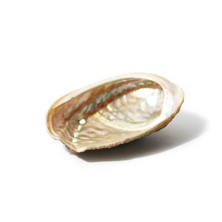 Abalone Shell Small - 3" to 4" from Stonebridge Imports