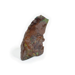Ammolite Fossil Specimen #1 from Stonebridge Imports