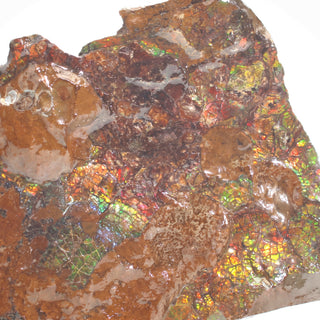 Ammolite Fossil Specimen #1 from Stonebridge Imports