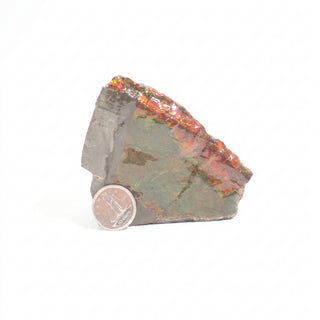 Ammolite Fossil Specimen #6 from Stonebridge Imports