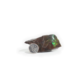 Ammolite Fossil Specimen #14 from Stonebridge Imports