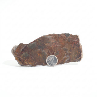 Ammolite Fossil Specimen #17 from Stonebridge Imports
