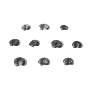 Goniatite Fossil - Pack of 10 - 1 1/2"    from Stonebridge Imports