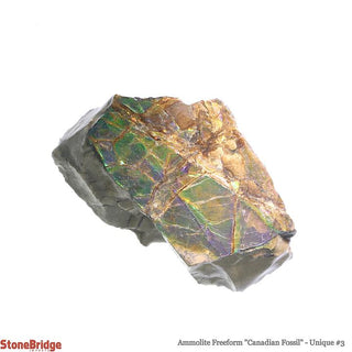 Ammolite Freeform Canadian Fossil Unique #3    from Stonebridge Imports