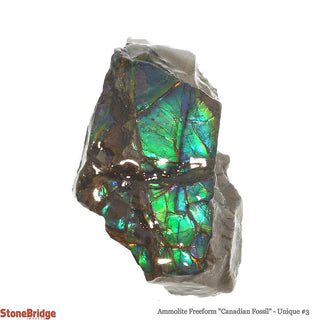 Ammolite Freeform Canadian Fossil Unique #3    from Stonebridge Imports