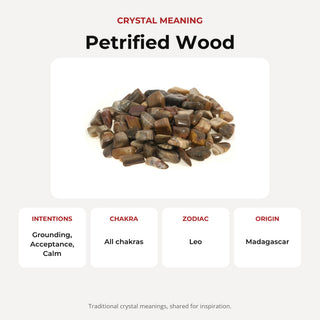 Petrified Wood Tumbled Stones - Madagascar from Stonebridge Imports