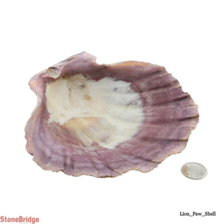 Lion Paw Shell "Large" - 5" to 6"    from Stonebridge Imports