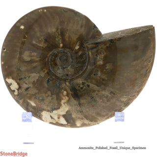 Ammonite Polished Fossil U#3    from Stonebridge Imports