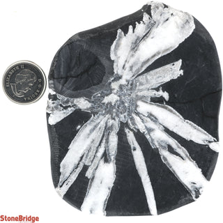 Chrysanthemum Stone #3    from Stonebridge Imports