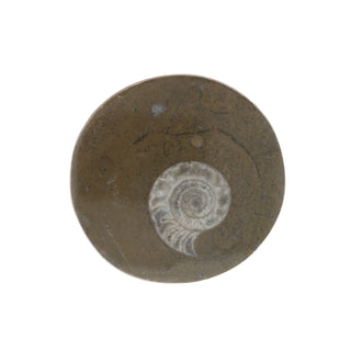Ammonite Polished Button #0    from Stonebridge Imports