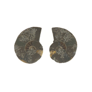 Ammonite Pair Polished Fossil #1    from Stonebridge Imports