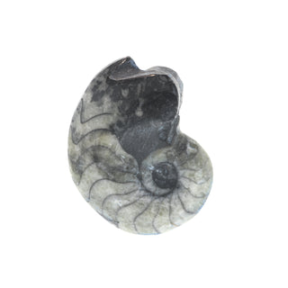 Goniatite Polished Fossil #1    from Stonebridge Imports
