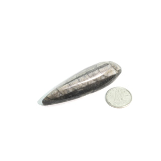 Orthocera Polished Fossil #1    from Stonebridge Imports