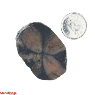 Chiastolite Rough Crystal #1 - 10g to 39g    from Stonebridge Imports