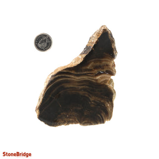 Calcite Chocolate Slice #1    from Stonebridge Imports