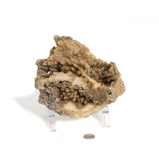 Brown Coral Fossil Geode U#5    from Stonebridge Imports
