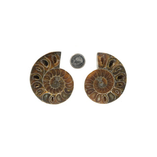 Ammonite Pair Polished Fossil #3    from Stonebridge Imports