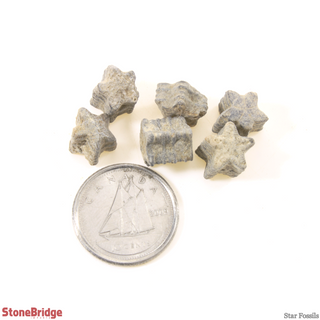 Star Shaped Fossils - 200g Bag    from Stonebridge Imports