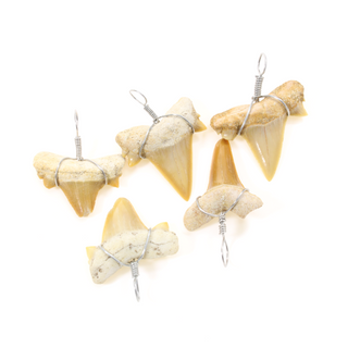 Shark Tooth Wrapped Fossil - 5 Pack    from Stonebridge Imports