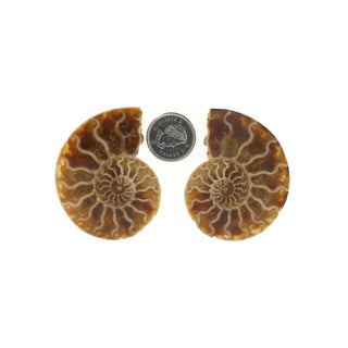 Ammonite Pair Polished Fossil #2    from Stonebridge Imports