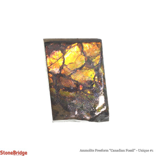 Ammolite Freeform Canadian Fossil U#1    from Stonebridge Imports