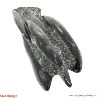 Orthocera Fossil Sculpture #2 - 16"    from Stonebridge Imports