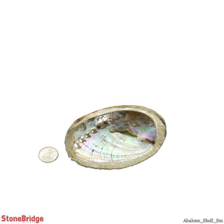 Abalone Shell Small    from Stonebridge Imports
