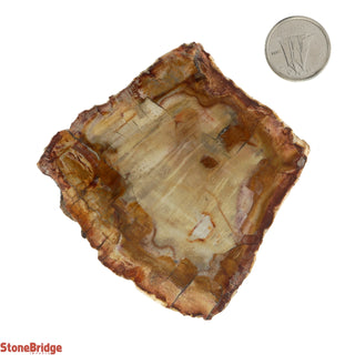 Petrified Wood Slices #3 - 100g to 200g    from Stonebridge Imports