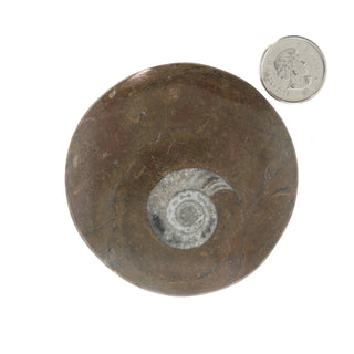 Ammonite Polished Button #1    from Stonebridge Imports