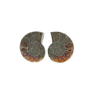 Ammonite Pair Polished Fossil #1    from Stonebridge Imports