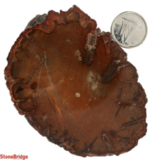 Petrified Wood Slices #2 - 50g to 99g    from Stonebridge Imports