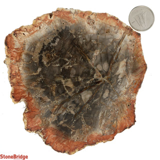 Petrified Wood Slices #4 - 200g to 300g    from Stonebridge Imports