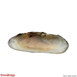Clam Shells - Small - 4" to 4 1/2"    from Stonebridge Imports