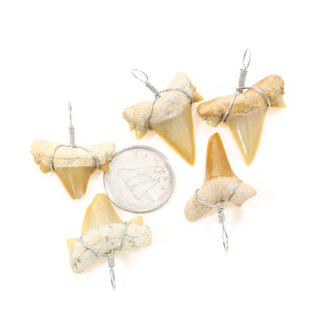 Shark Tooth Pendant - Wire Wrapped  - 5 Pack    from Stonebridge Imports