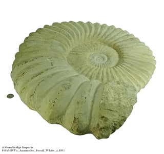 White Ammonite Fossil Specimen U#1    from Stonebridge Imports