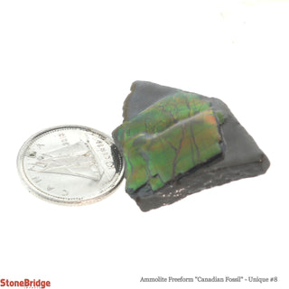 Ammolite Freeform Canadian Fossil U#8    from Stonebridge Imports