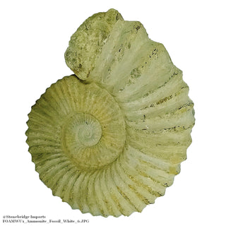 White Ammonite Fossil Specimen U#1    from Stonebridge Imports