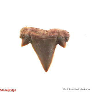 Shark Tooth Fossil - 10 Pack    from Stonebridge Imports